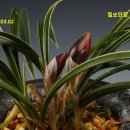 칠보단장 이미지