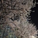 명당산단내 공원 | 2026 광교 호수공원 벚꽃 개화 상황, 4월2일 실시간 방문 후기와 명당 포토존 3곳