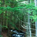 피톤치드 이미지