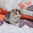 신동물메디컬센터 이미지