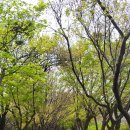 [제55회 낭만길걷기 공지] 24년 4월 12일(금) 서울숲 꽃길 걷기 이미지