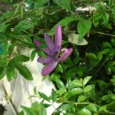 느티나무하우스 이미지