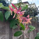 붉은인동 Trumpet honeysuckle 이미지