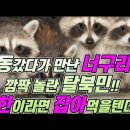 [동영상] 너구리 출현 - 탈북민 신은희TV 이미지