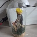 위드벅스 디오라마 만들기 체험 후기!