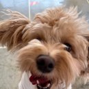 퍼피야놀자 이미지