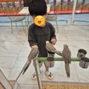 리프패럿 롯데마트 광복점 이미지