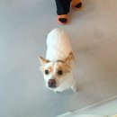 개 이쁜 애견미용샵 | 애견미용 웅천애견미용 강아지미용 1인케어도 해주는 꼼꼼한 웅천강아지애견미용 애견목욕 / 웅천댕바이댕