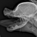 상일 쓰담쓰담 동물병원 이미지