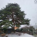 작은마을, 작은숲 이미지