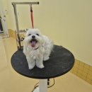 허니도그 이미지