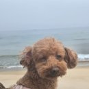 무지개사우나 | 양양 반려견 동반 가능 숙소, 오션뷰애견팬션 바다빛무지개 내돈내산 두 번째 방문 솔직 후기