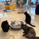 커피타는 고양이 | 실내데이트 추천 강북구 미아사거리역 고양이카페 커피타는고양이