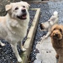 하울팟 위례점 이미지