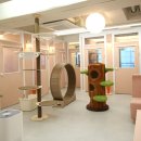 강남 고양이 호텔 미용 츄캣 | 살롱드야옹에 이어 2호점 츄캣 오픈!