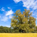 두곡리 은행나무 이미지