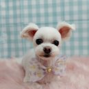 펫피파니 이미지