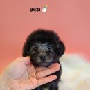 해피펫클럽 이미지