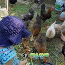 혜온농장 네이버블로그