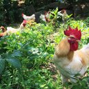 오탄농장 이미지