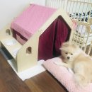 중리 더펫 동물병원 이미지