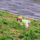 퍼피니스 이미지