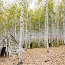 자작나무 조형물 이미지