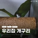 Tree Pet(트리펫) | 우리집 개구리 사육일기│다시 사육을 시작한 화이트 트리 프록 블루폼과 아마존 밀키프록!