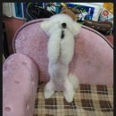 루비애견 이미지