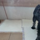 위대한견생 | 강아지 배변 훈련(교육)방법-어른강아지, 성견(열살) 입양 후 배변 훈련 성공 후기, 배변습관 고치기
