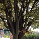 호랑이배꼽마을 이미지