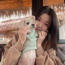 정아애견 이미지