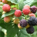 하금농장 이미지