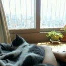 회색냥이네