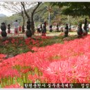 영광 모악산 산행후 함평 용천사 꽃무릇축제장, 영광 백바위답사 이미지