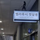 벨라루시 펫살롱 이미지