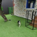 파파퍼피 DOG하우스 이미지