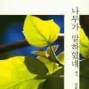 관음송 이미지