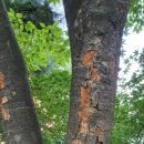 도레미어린이공원 이미지