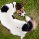 꼬리치는 강아지 이미지