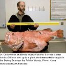 심해 1백년 가량 살던 볼락(정확히는 쇼트래커 볼락 shortraker rockfish) 이미지