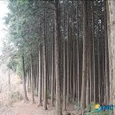 예향천리마실길 2코스 편백숲길 이미지
