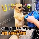 유폴 24시 애견셀프목욕 소래점 | 인천 논현동 24시 애견셀프목욕 주차 가능 유폴 소래포구역점
