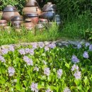 꽃섬나드리 | 소박한 매력이 은은하게 녹아있는 정원 [우리마당]