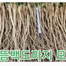 용한농장 네이버블로그