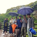 고릴라 뷔페 이미지