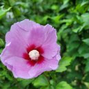 무궁화펜션 이미지