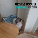 펫매니저 | 일본 여행 필수! 고양이 방문 펫시터 '모그와이' 3일 이용 후기 (feat. 반려묘)