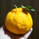 송지농장 이미지