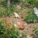 하루네 농장 이미지